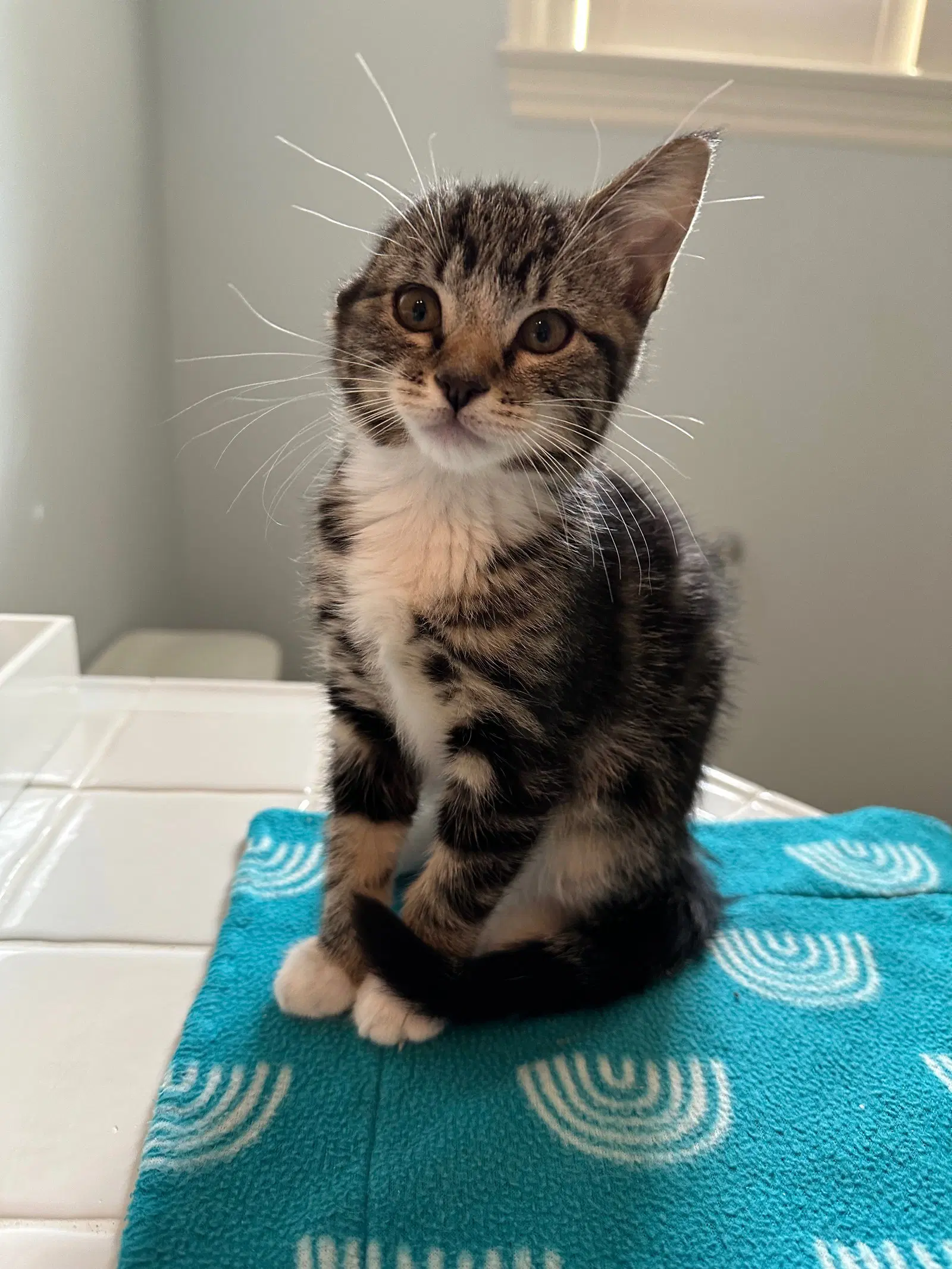 Lola  Licorice - Domestic Short Hair