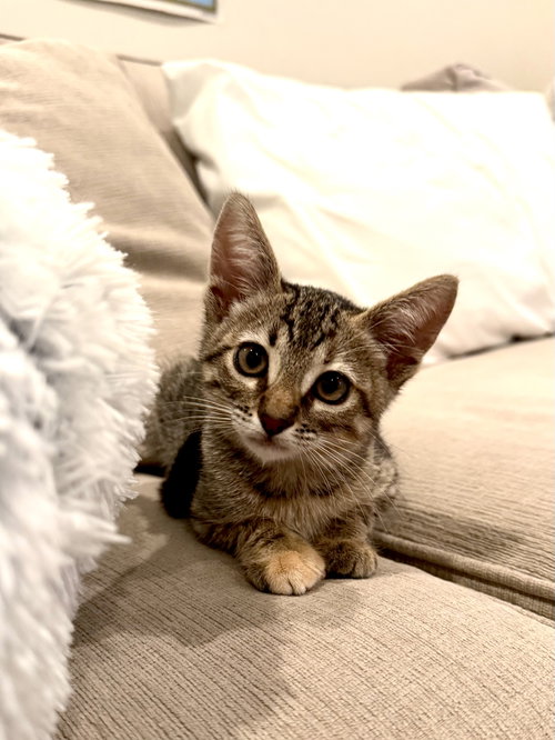 Mini, a cat for adoption from Community Concern for Cats