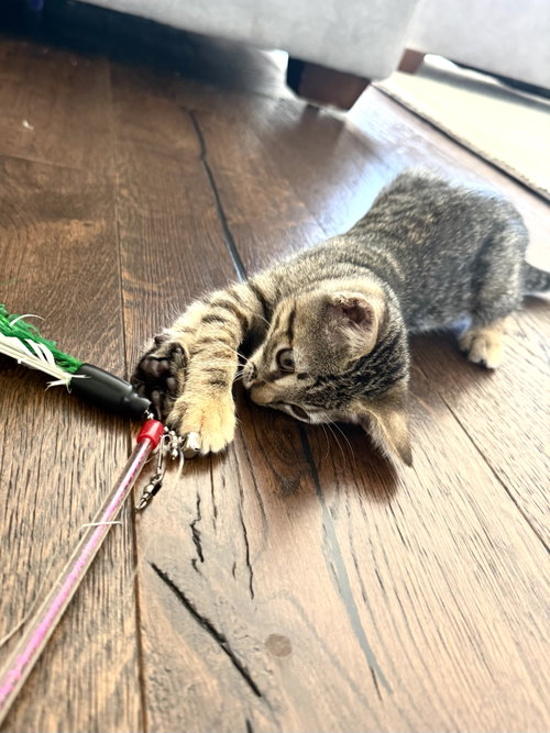 Photo 2 of Mini