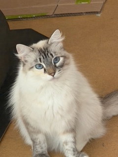 Celine, a cat for adoption from Community Concern for Cats