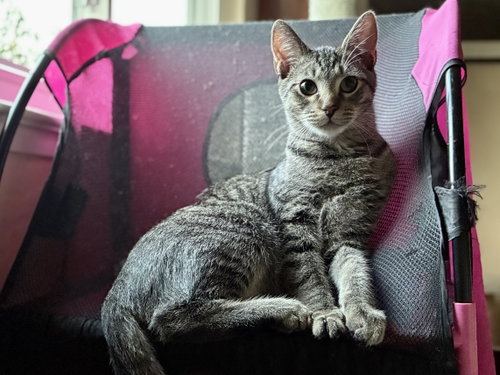 Tabby Boy, a cat for adoption from Community Concern for Cats