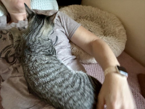 Photo 2 of Tabby Boy
