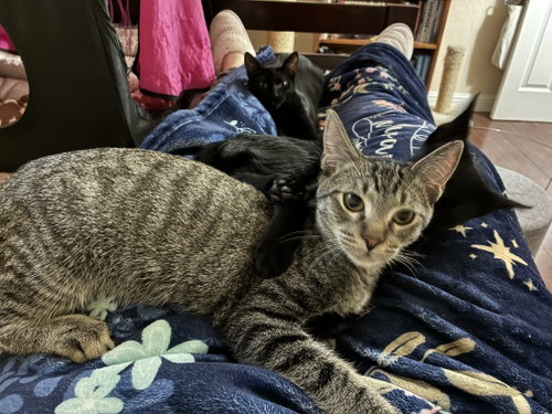 Photo 3 of Tabby Boy