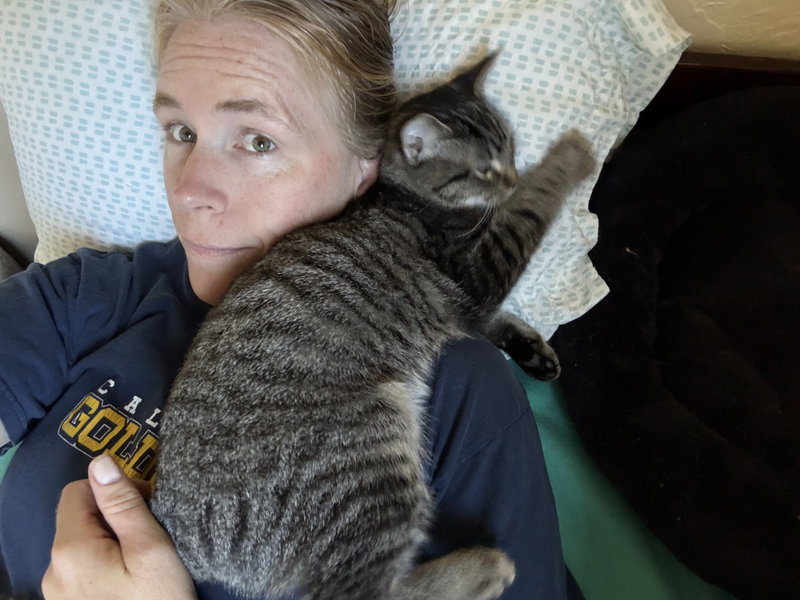 Tabby Boy, photo 2