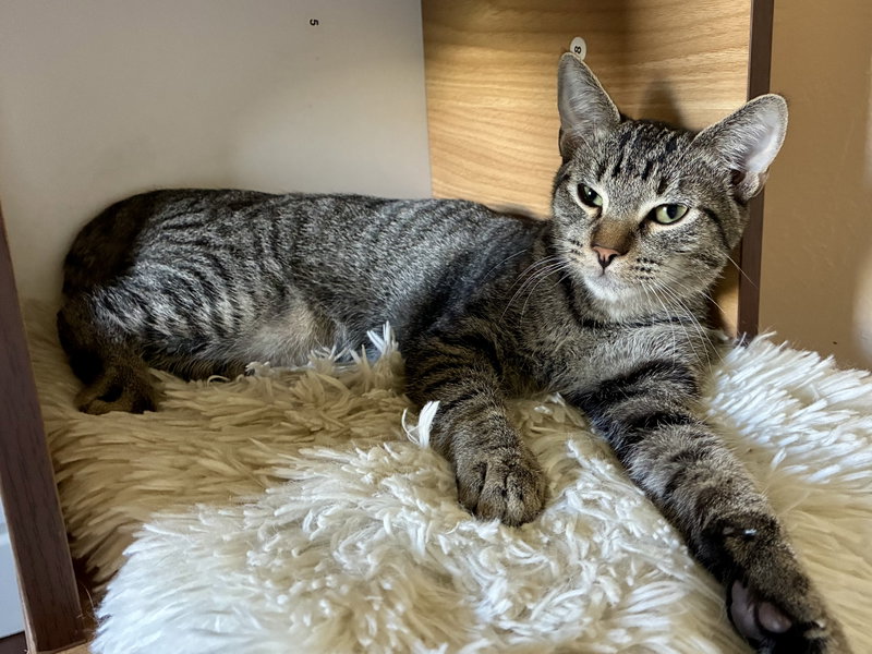 Tabby Boy, photo 4