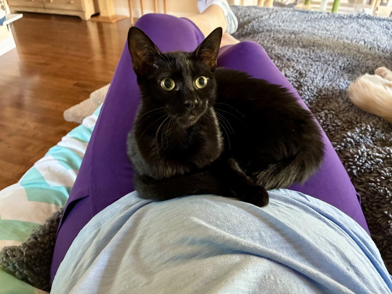 Pepper, photo 3