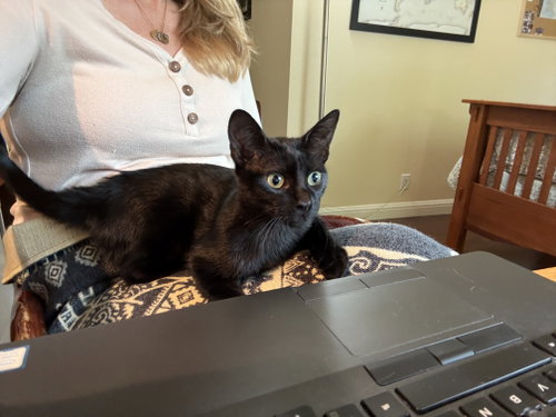 Pepper, Domestic Short Hair / Domestic Short Hair / Mixed (short coat)