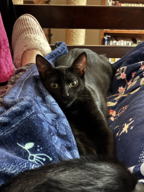 Minnie, a cat for adoption from Community Concern for Cats
