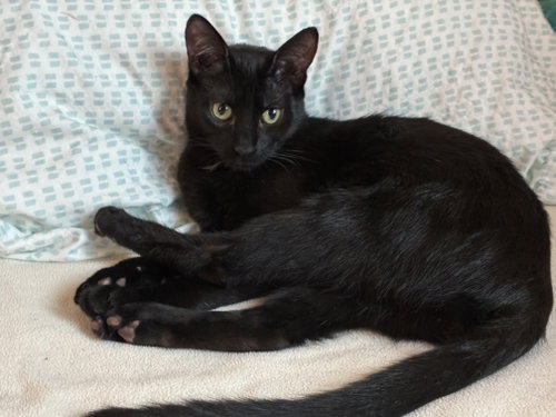 Minnie, Domestic Short Hair / Domestic Short Hair / Mixed (short coat)