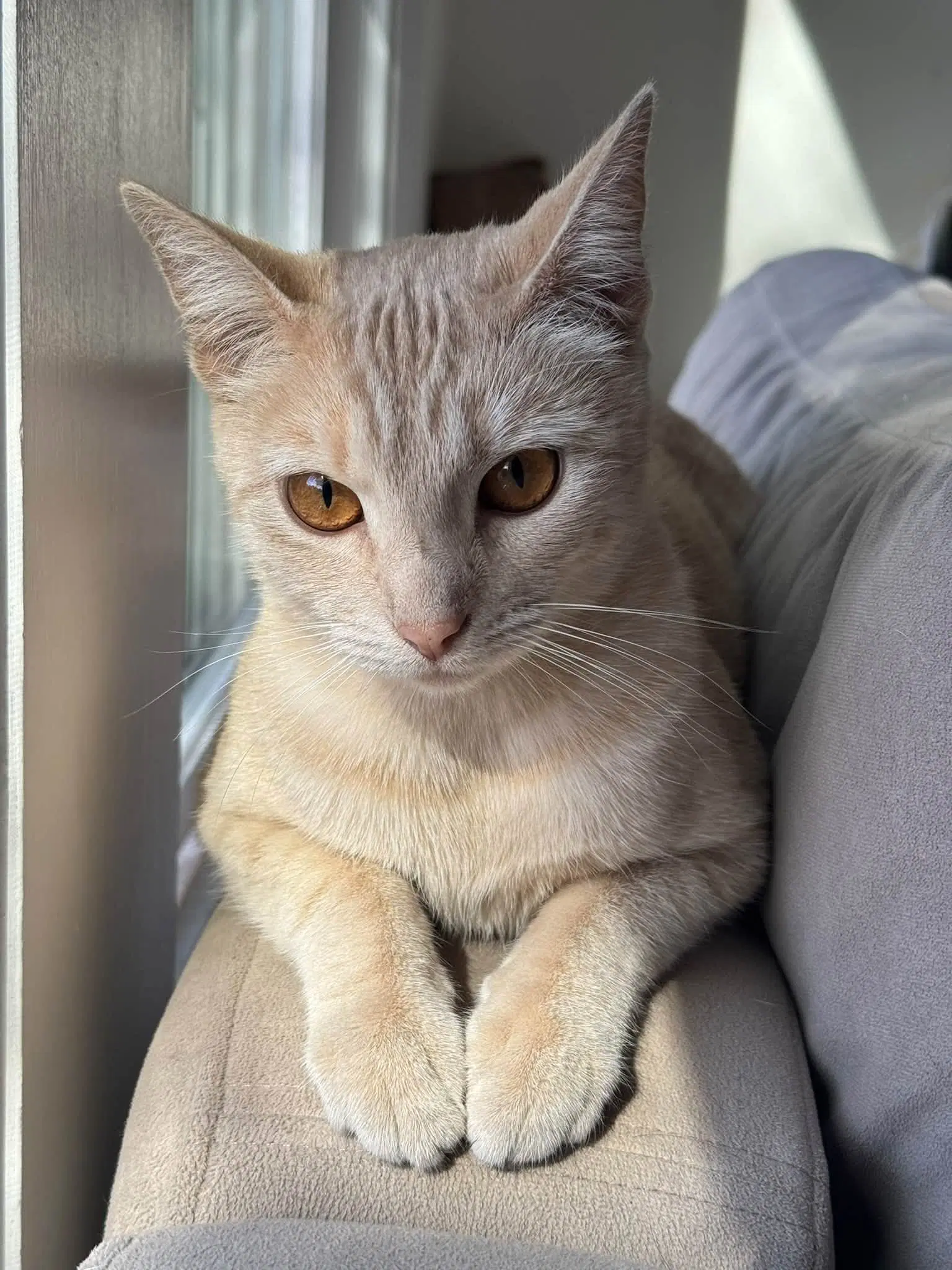 Dreamsicle - Tabby