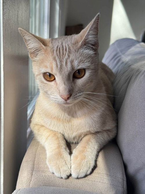 Dreamsicle, Tabby / Domestic Short Hair (short coat)