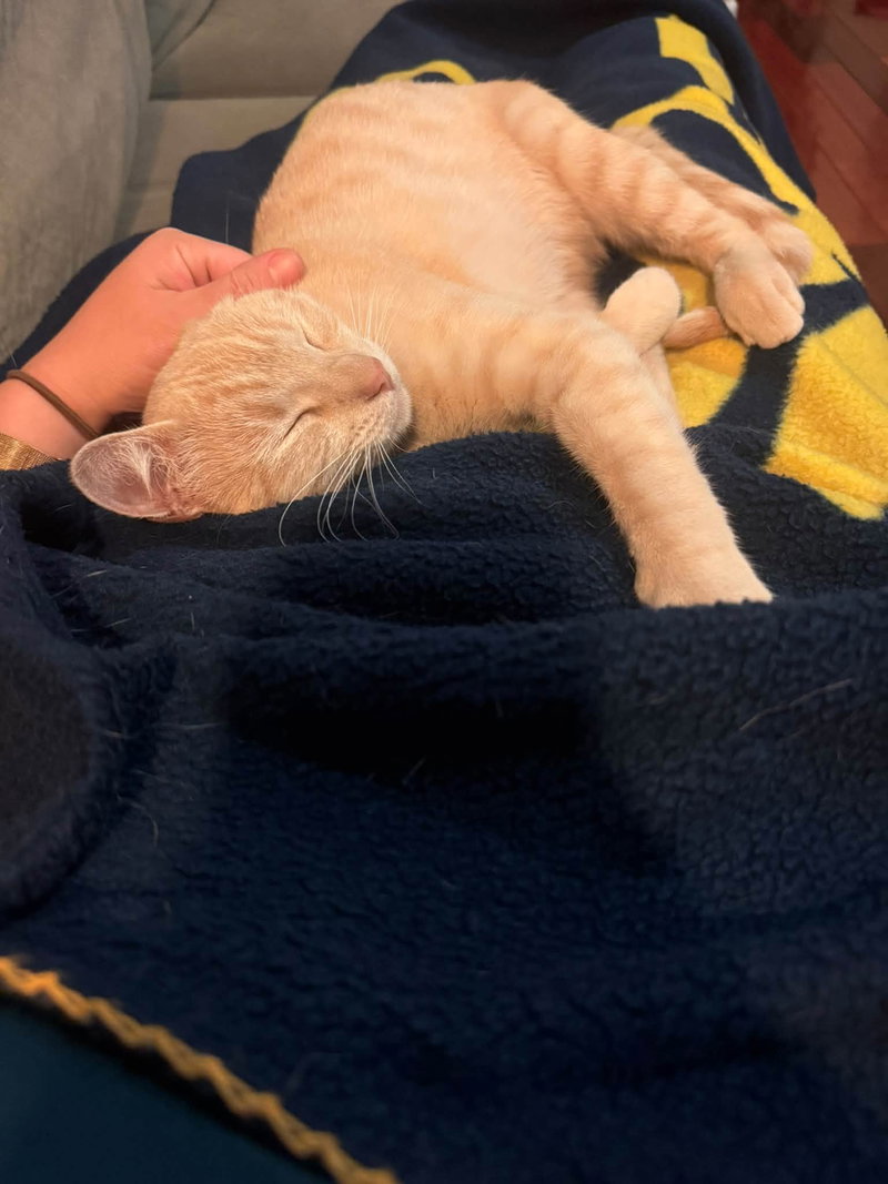 Dreamsicle, photo 2