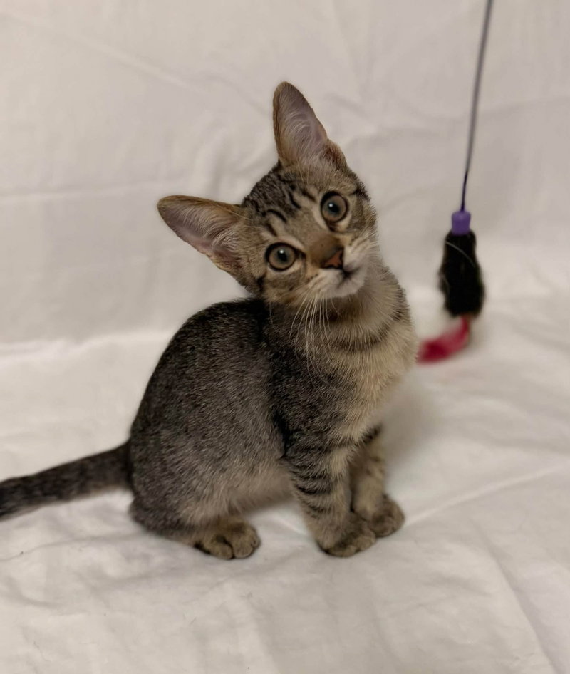 Belvie, a male Tabby kitten up for adoption