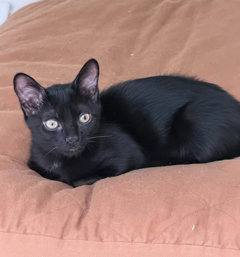 Kahlua, photo 2