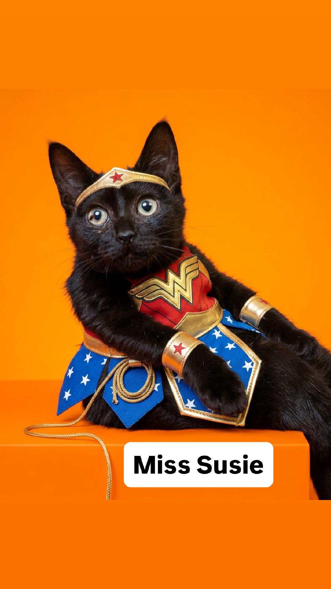 Miss Susie Kitten at Martinez PFE Oct 3rd, Domestic Short Hair
