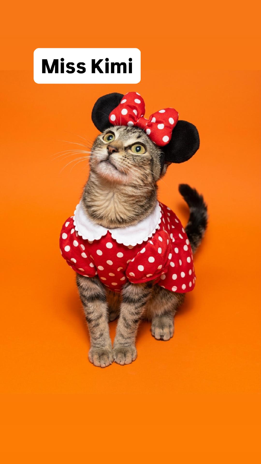 Miss Kimi Kitten  Martinez Pet Food Express Oct 10, Tabby