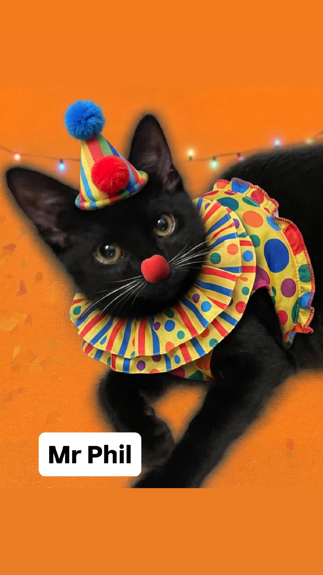 Mr Phil of the Rugrats at Martinez PFE  Oct 10th, Domestic Short Hair