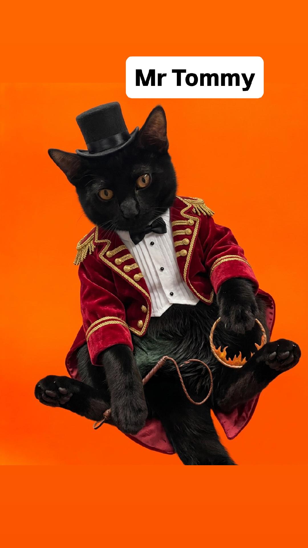 Mr Tommy of the Rugrats at Martinez PFE  Oct 10th, Domestic Short Hair