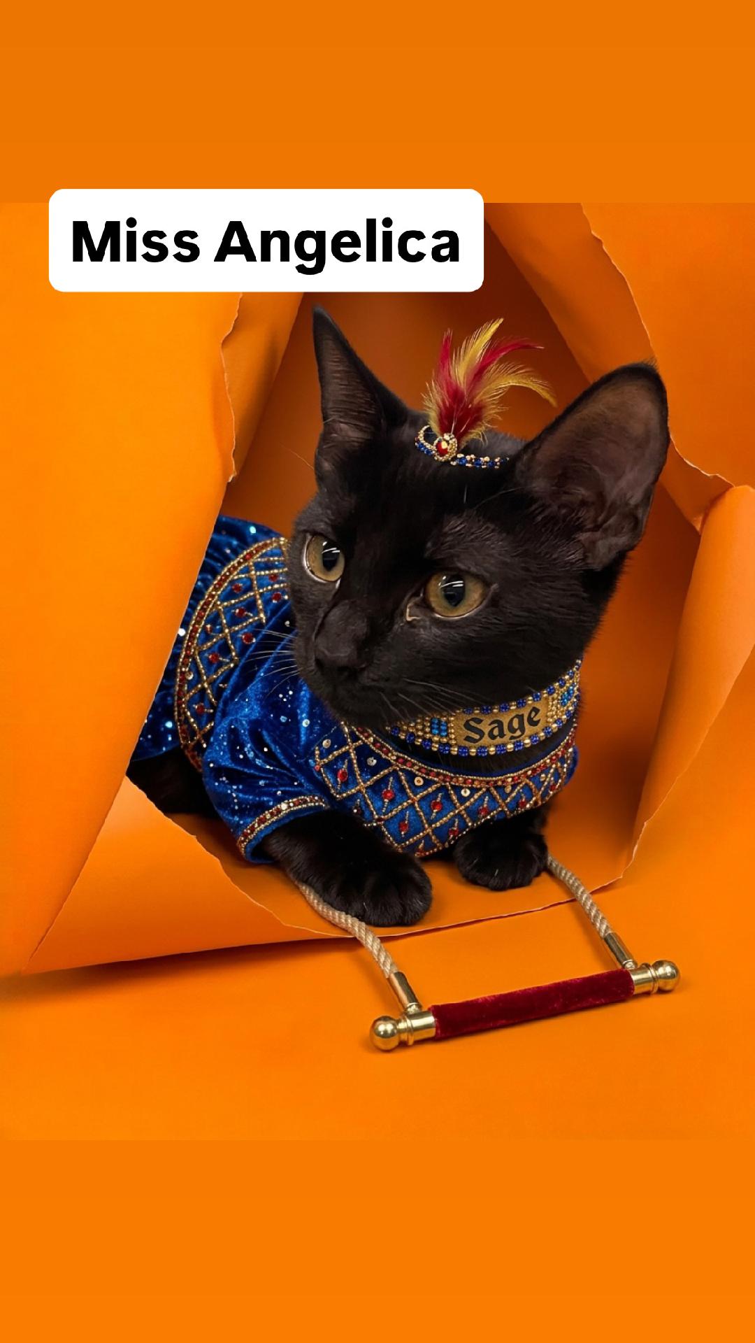 Miss Angelica of the Rugrats at Martinez PFE 10/10, Domestic Short Hair
