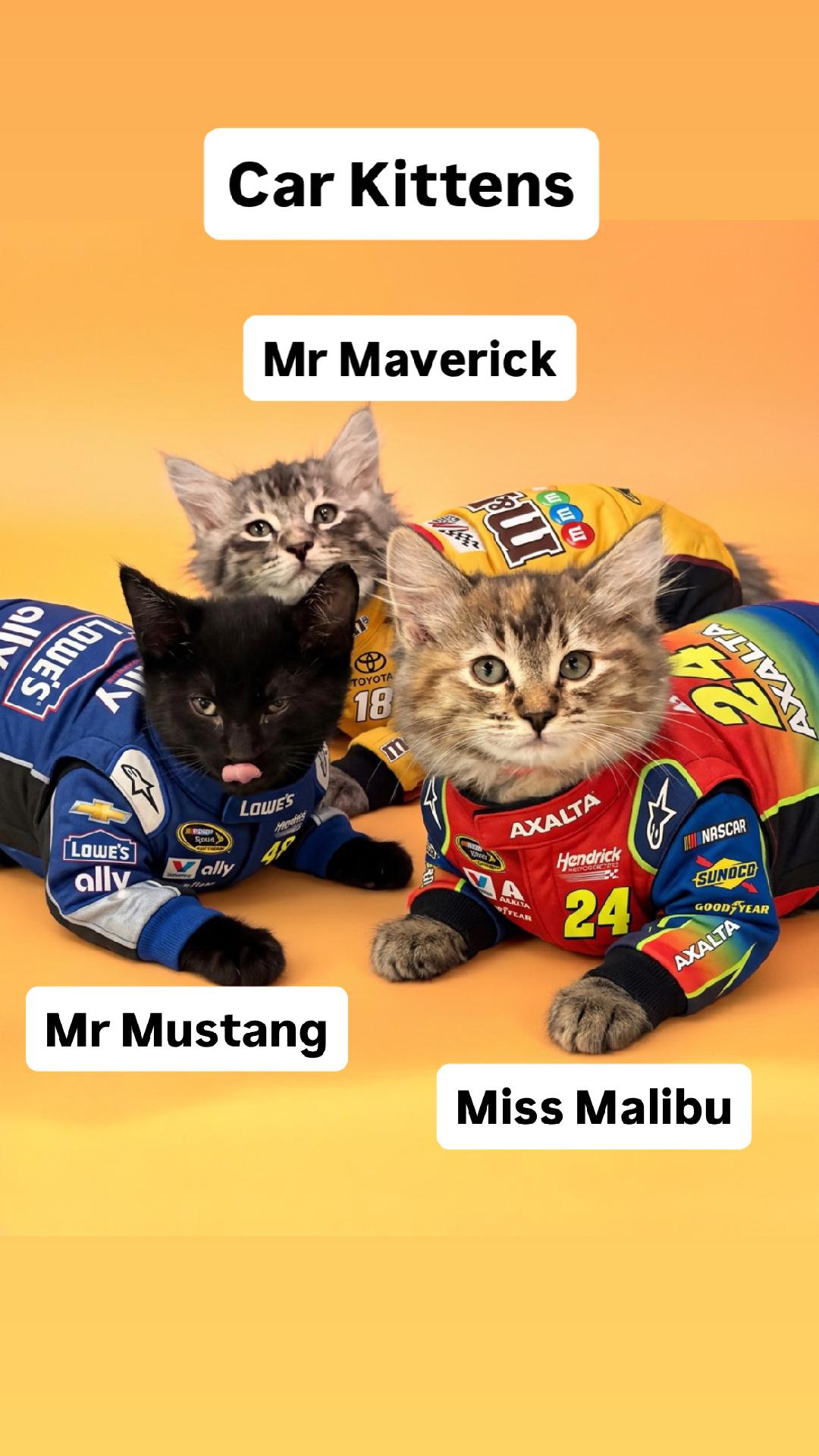 Mr and Miss Car Kittens at Martinez PFE 10/10, Domestic Medium Hair