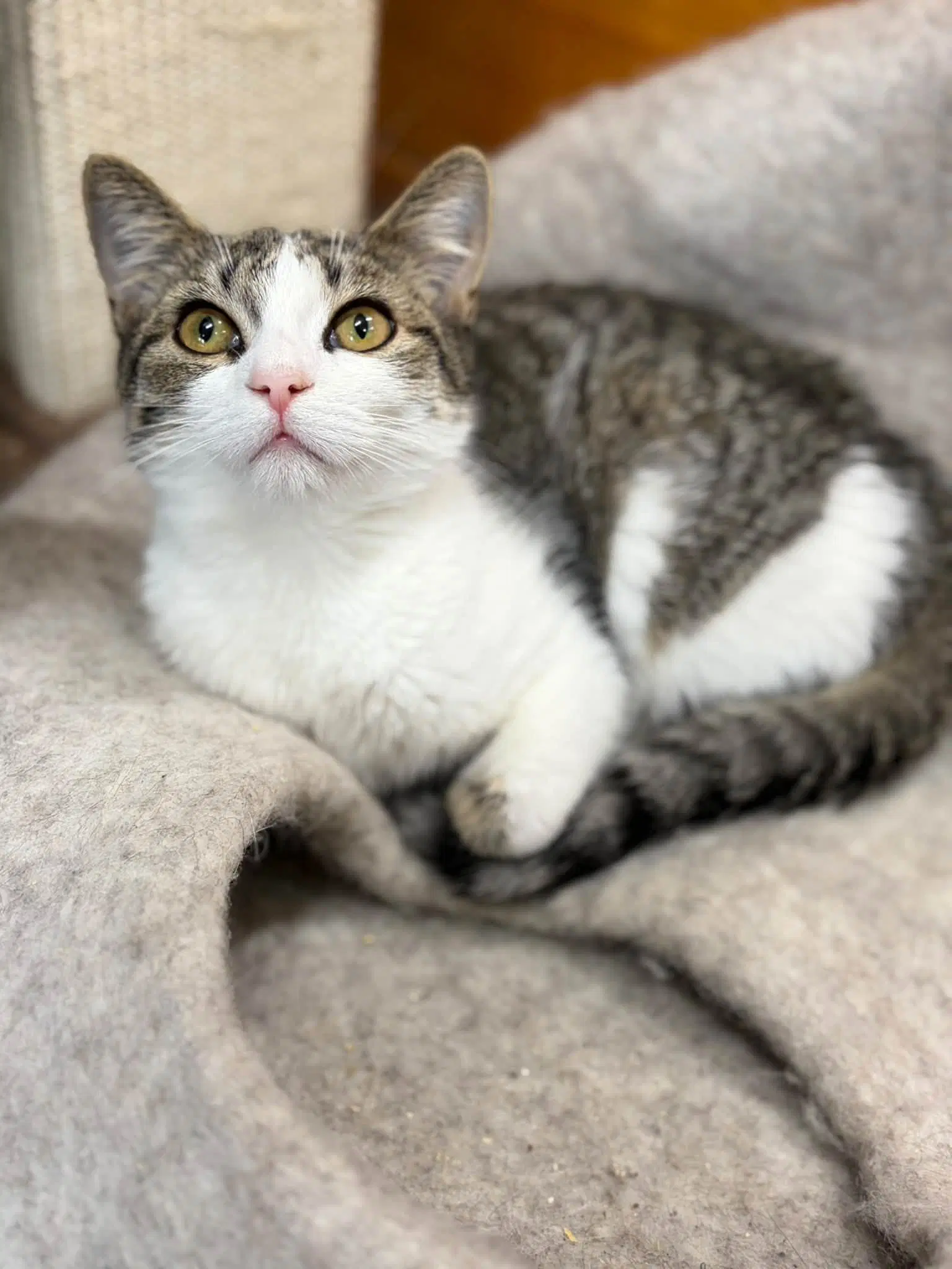 Bridget - Tabby