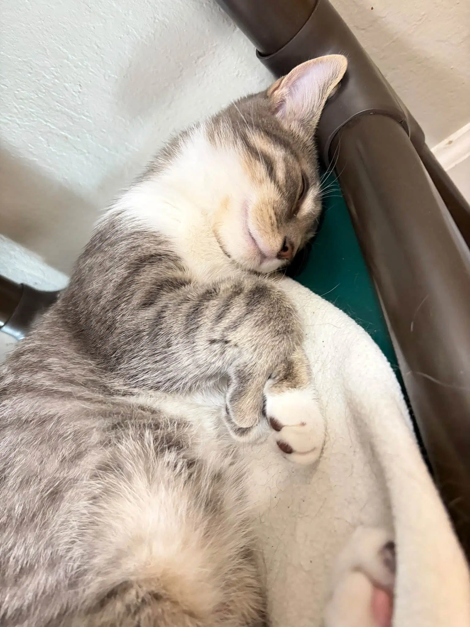 Ashkit - Tabby