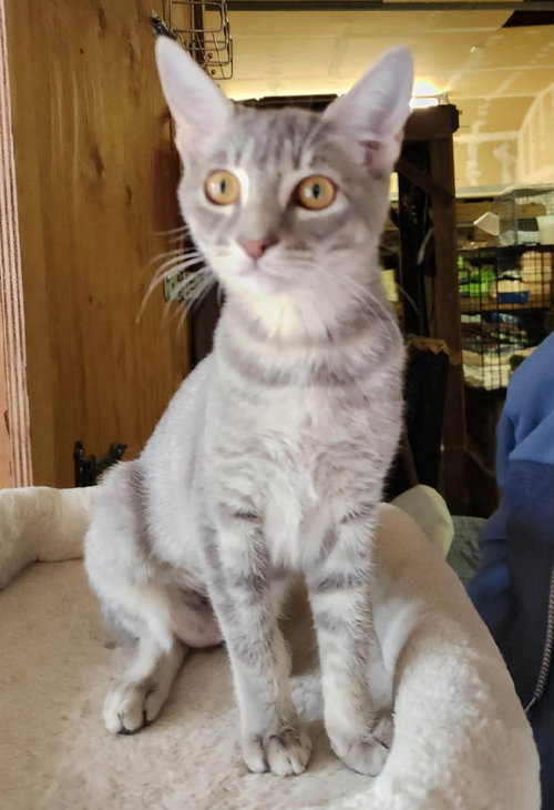 Pebbles and Mochi, Tabby / Domestic Short Hair (short coat)
