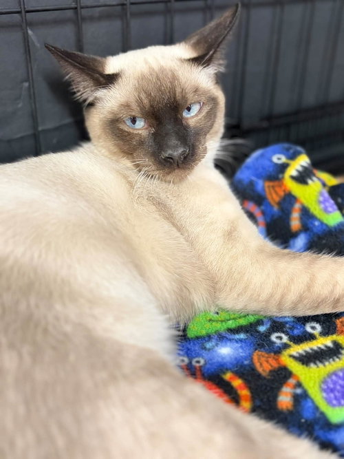 Mochi and Pebbles, Siamese / Domestic Short Hair (short coat)