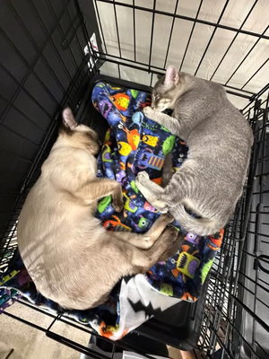 Mochi and Pebbles, photo 3