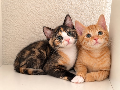 Biscotti and Butternut, Calico (short coat)