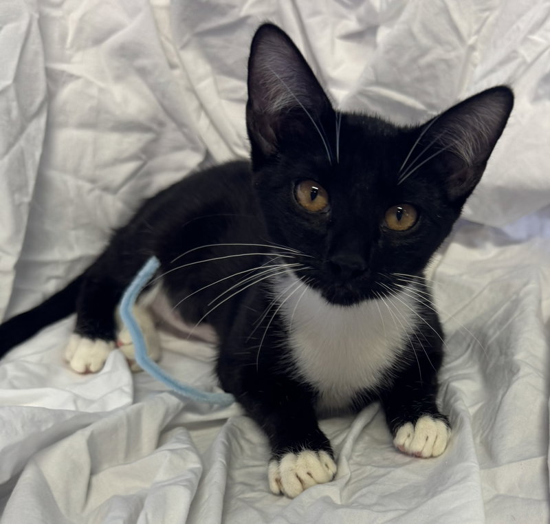 Snowball, a female Tuxedo kitten up for adoption