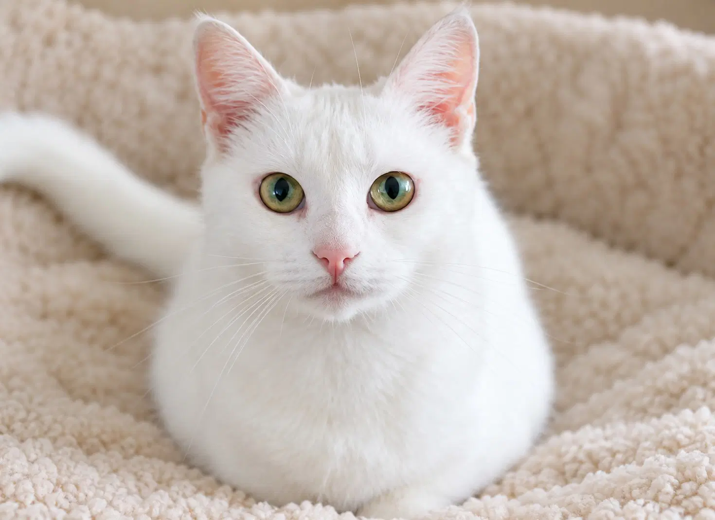 Pearl - Turkish Angora