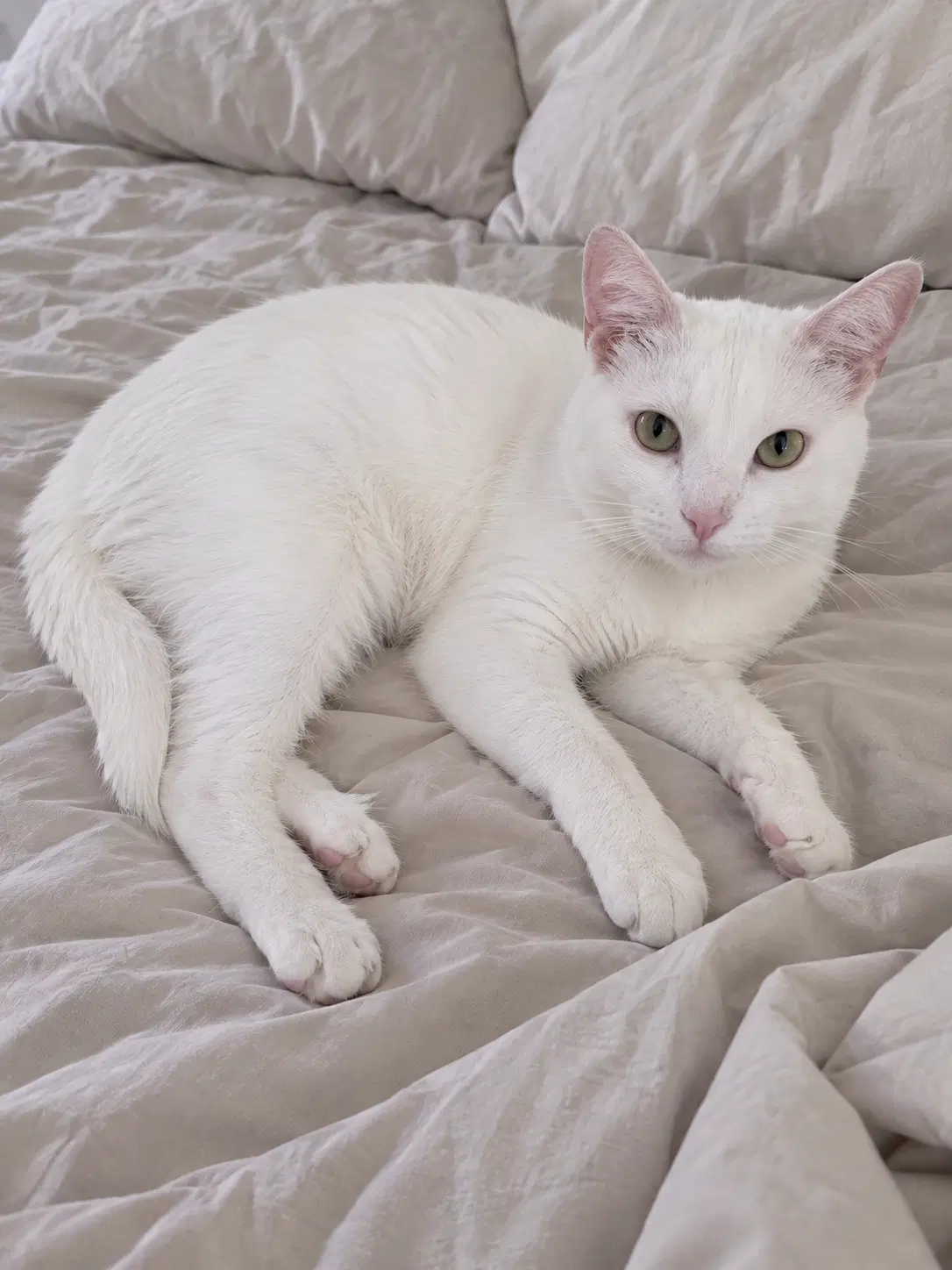 Pearl image 2