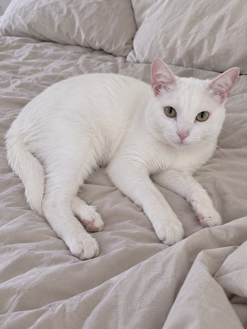 Pearl, photo 2