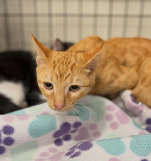 Tycho, Tabby / Domestic Short Hair (short coat)
