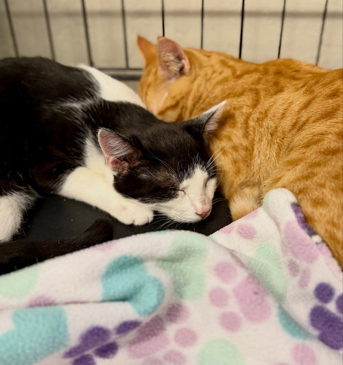Fig, Tuxedo / Domestic Short Hair (short coat)