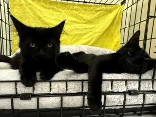 Triple Dipper And Baja Blast - Domestic Medium Hair