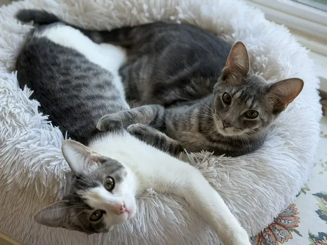 Ber And Bolo - Domestic Short Hair