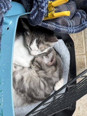 Ber and Bolo, photo 3