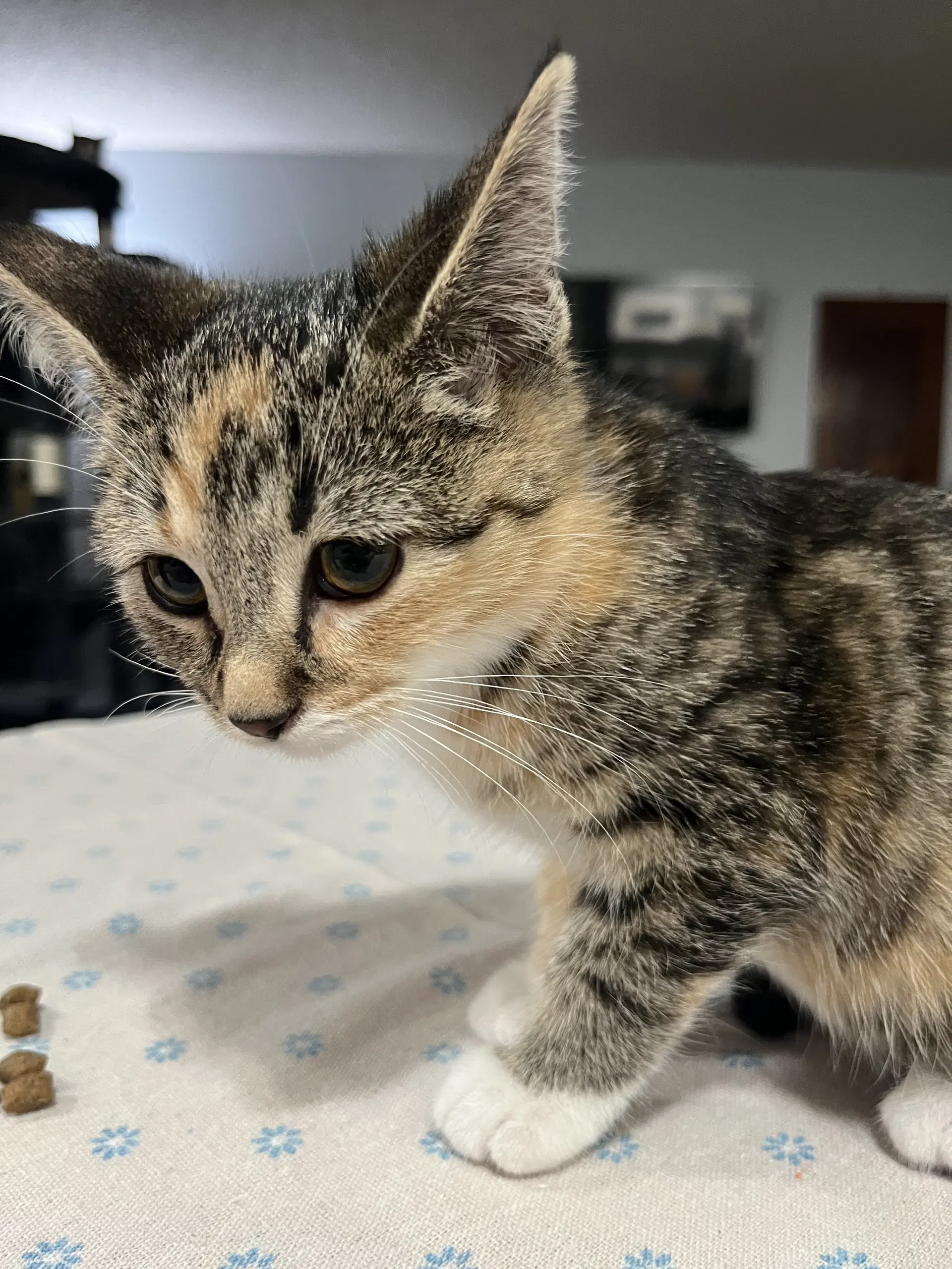 Anastasia And Gabriel - Calico