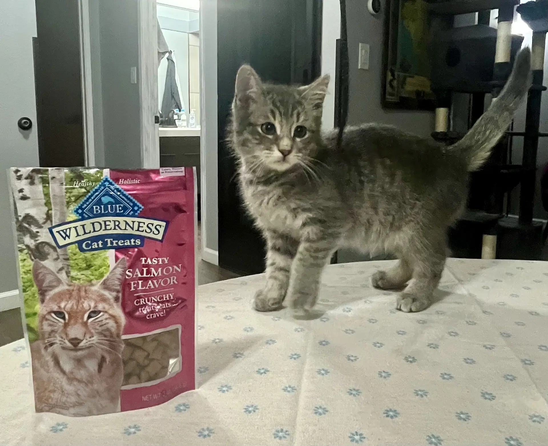 Gabriel And Anastasia - Tabby