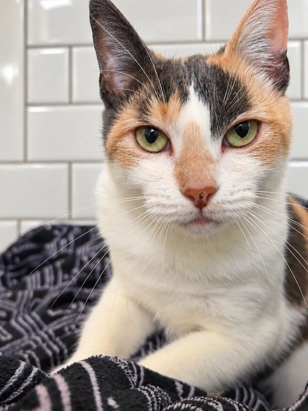 Stella - Calico