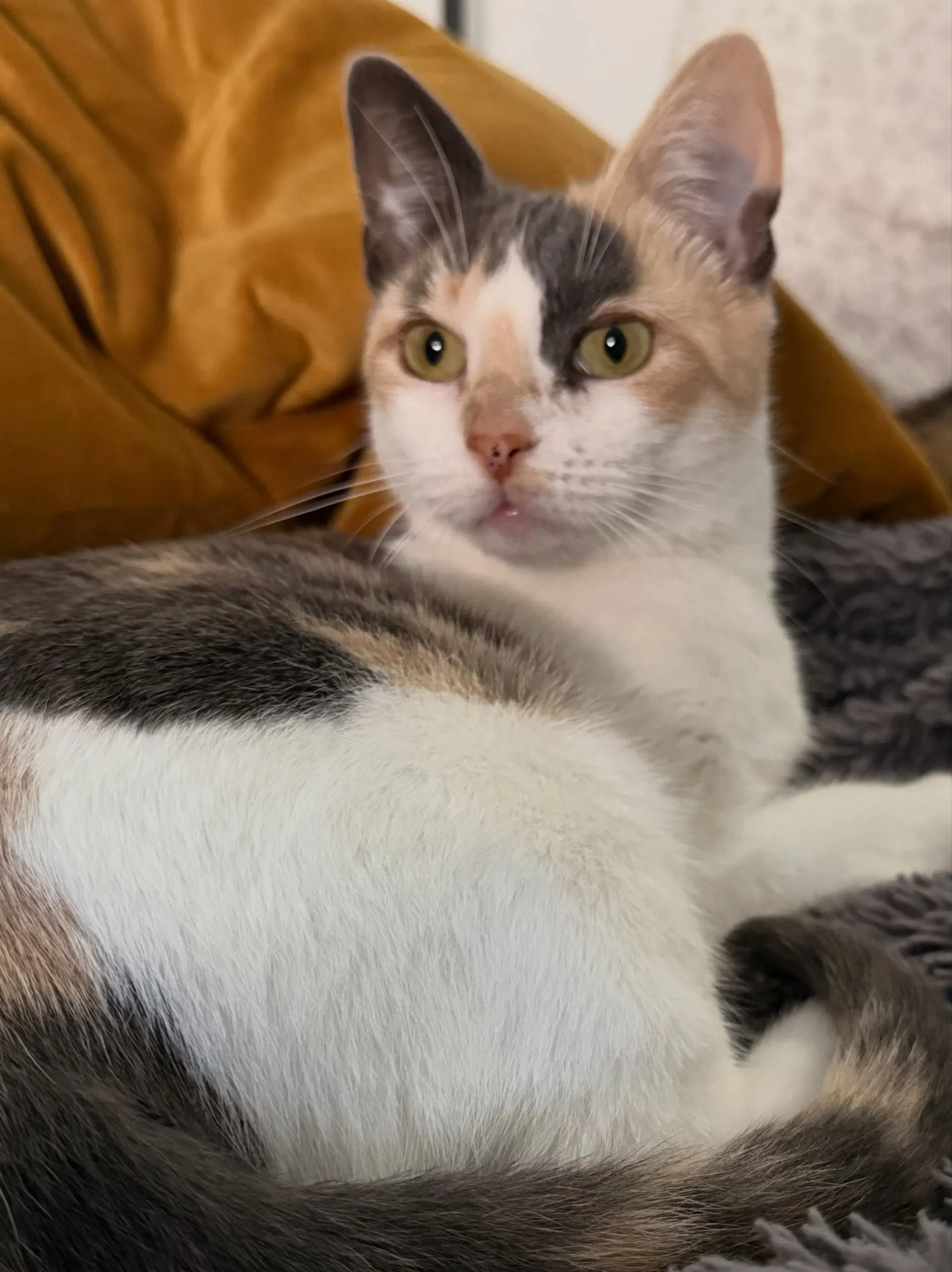 Stella image 2