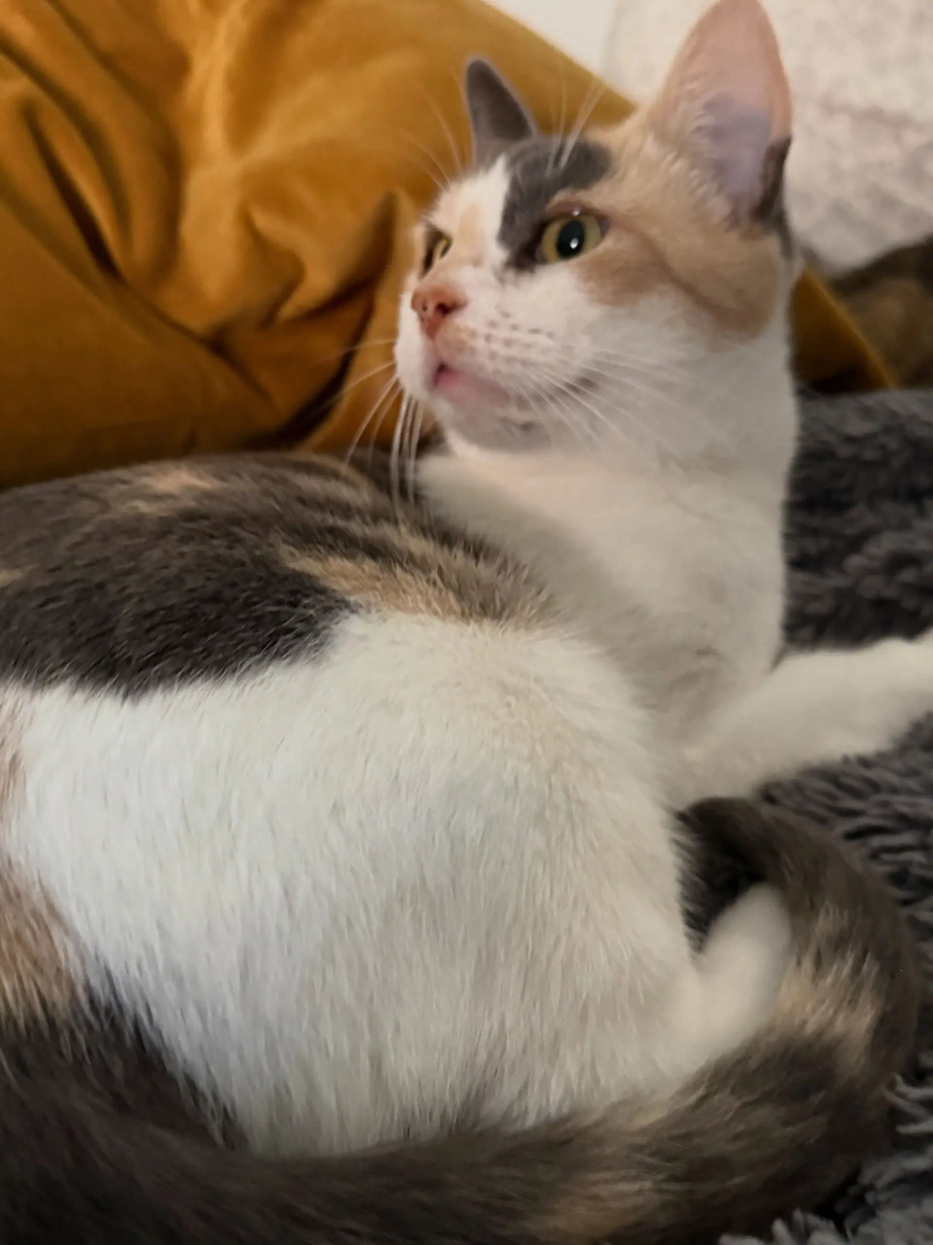Stella image 3