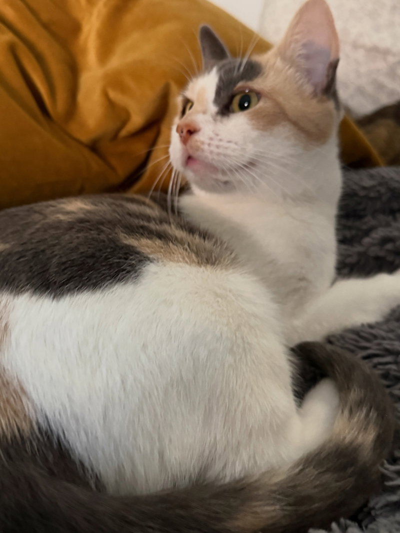 Stella, photo 3