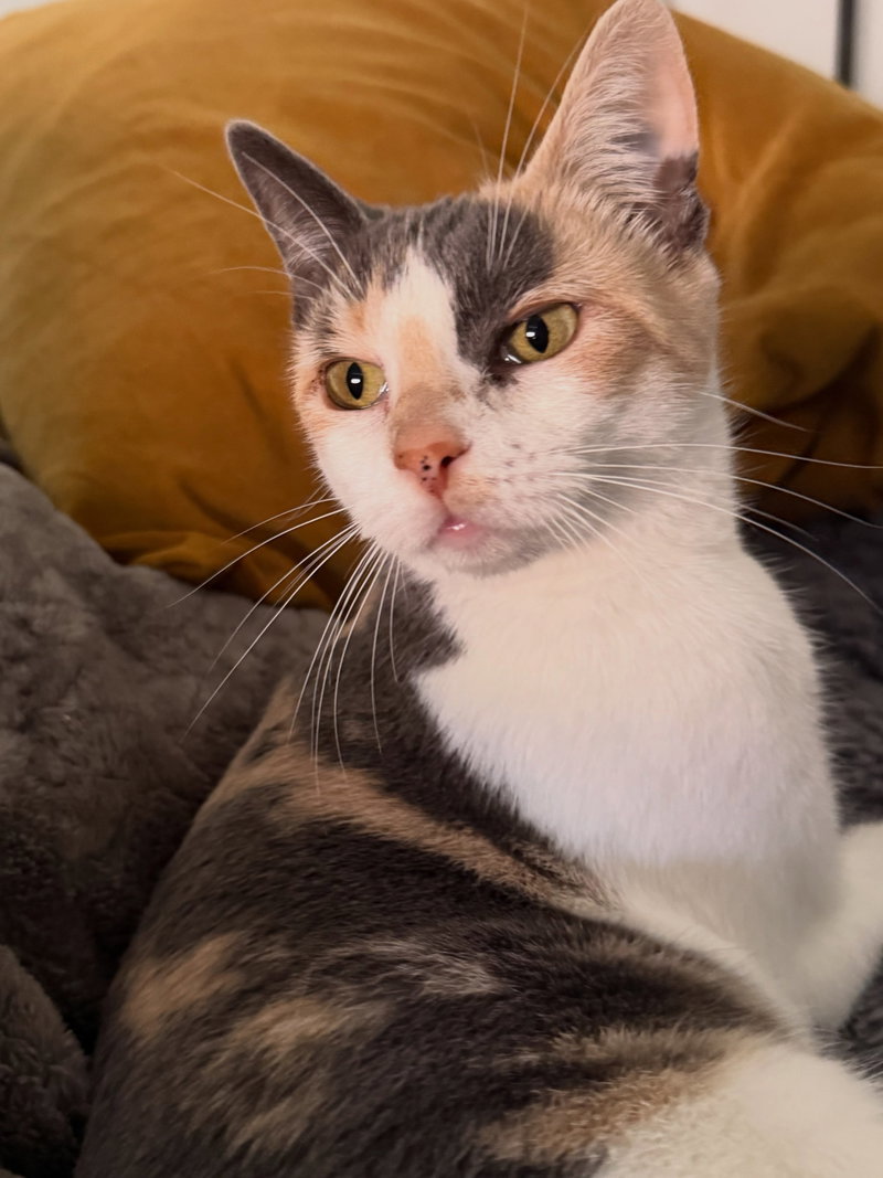 Stella, photo 5