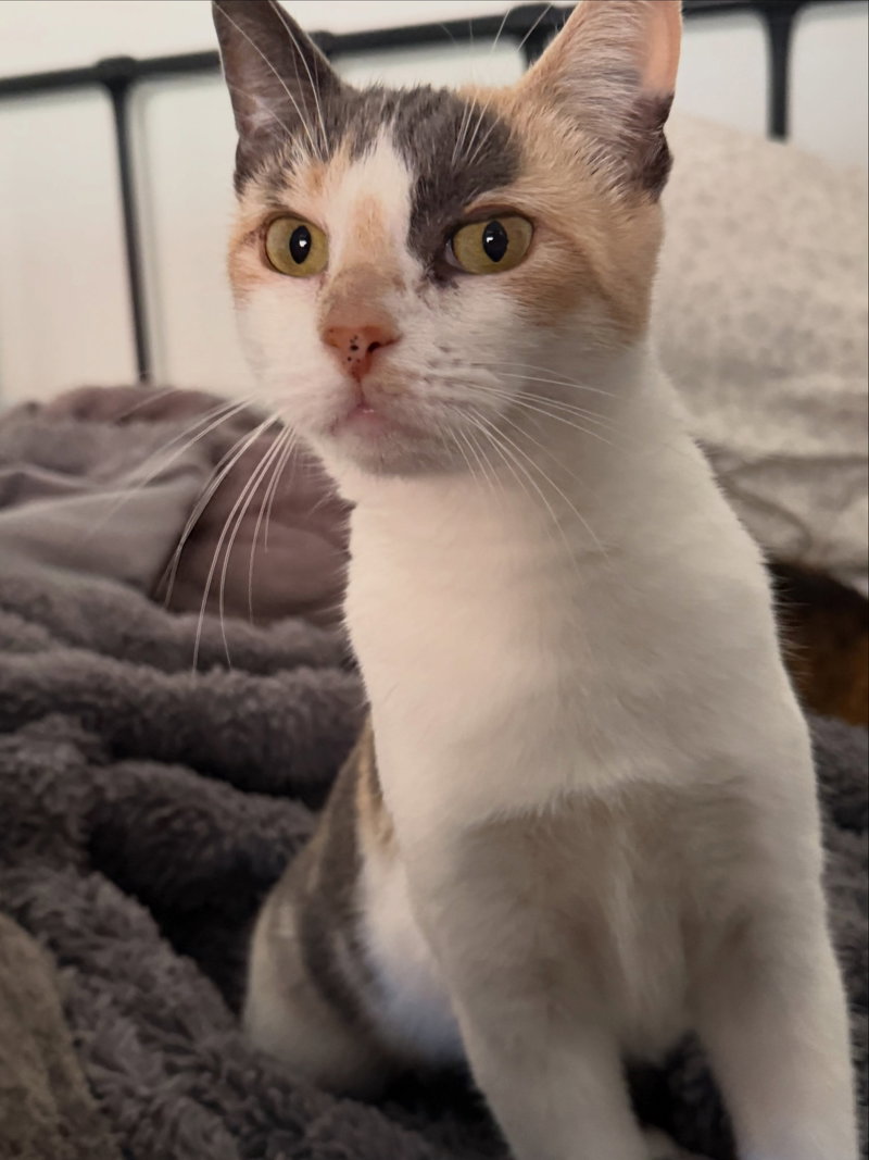 Stella, photo 6