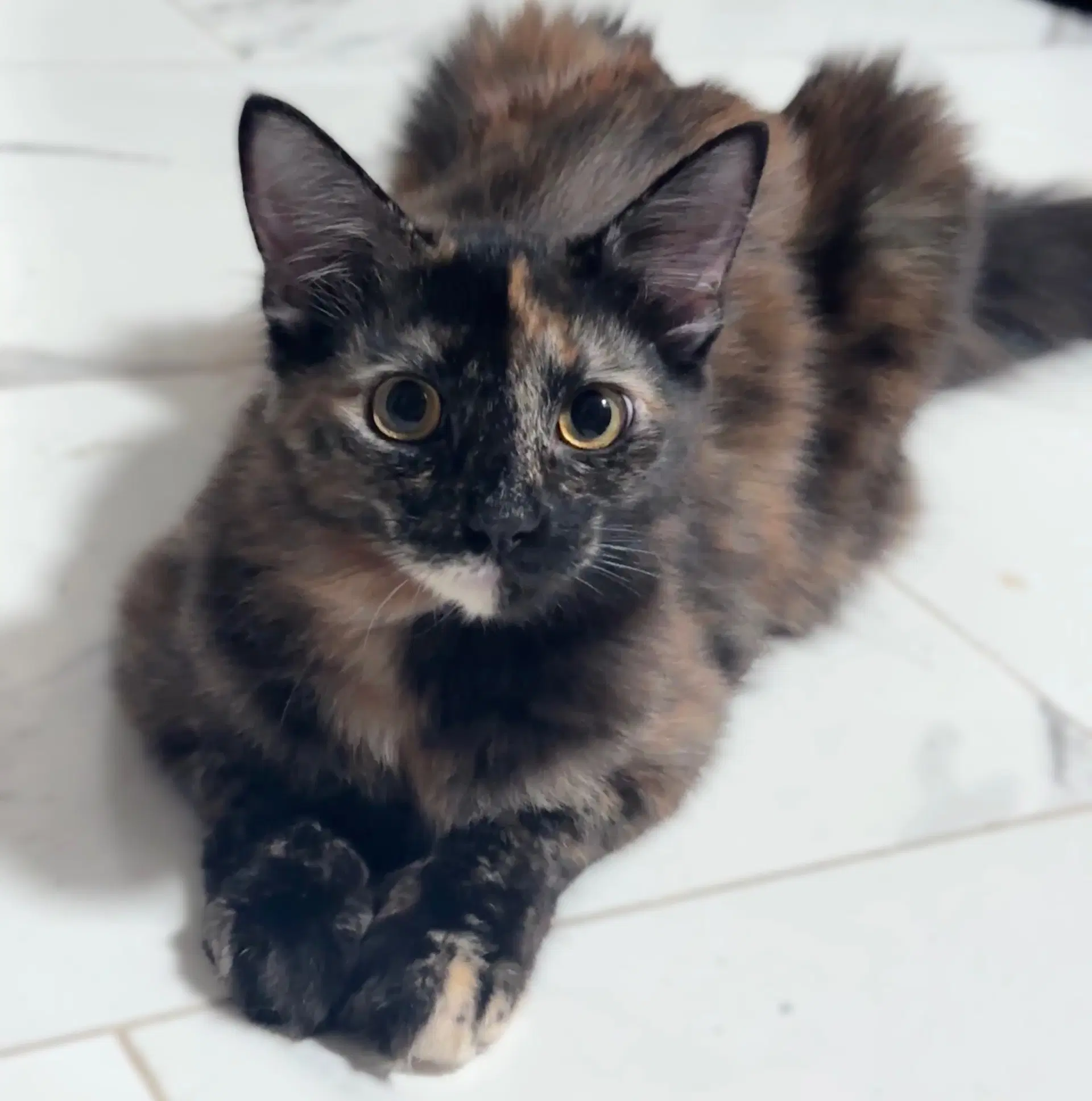 Birdie - Tortoiseshell