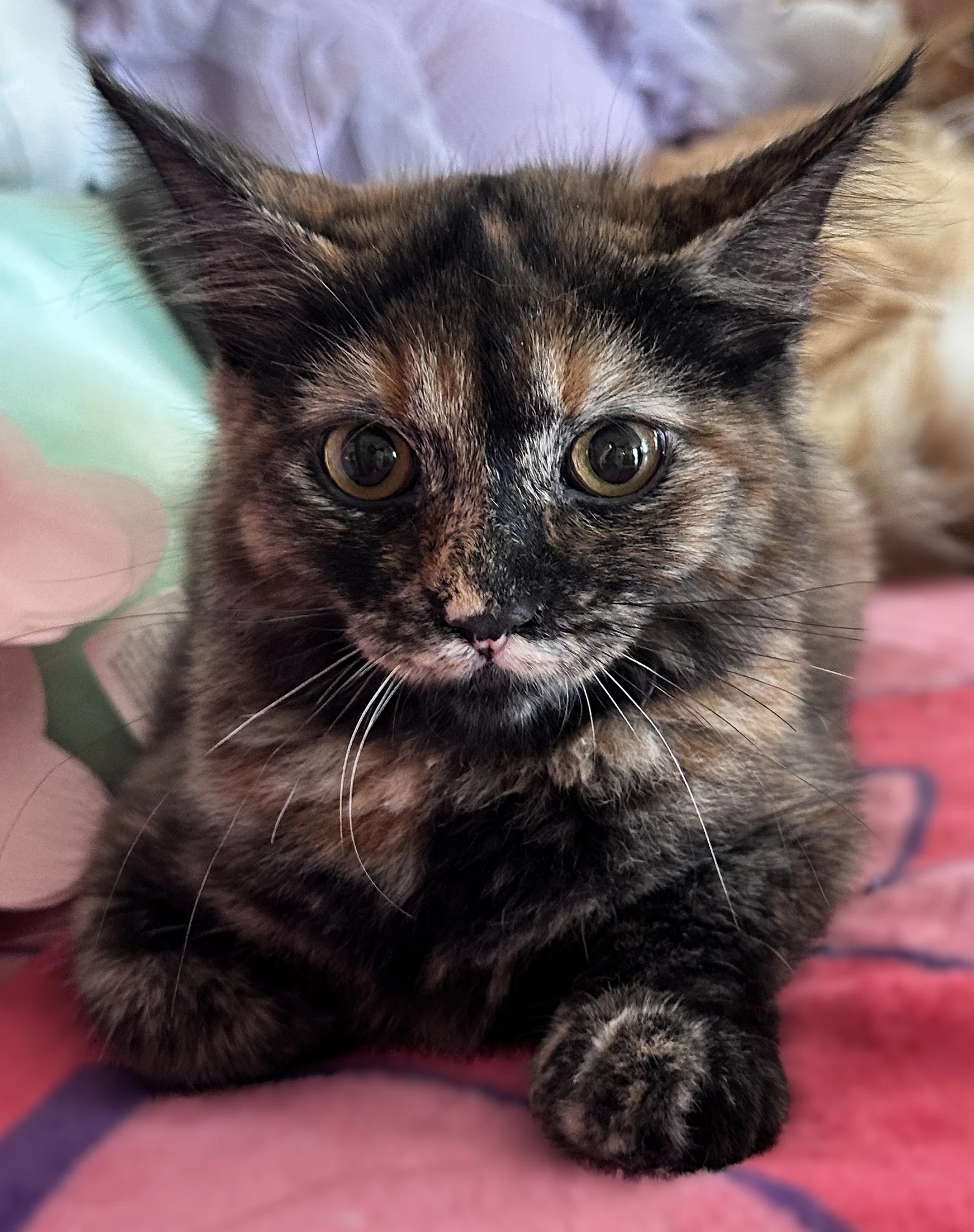 Maple
