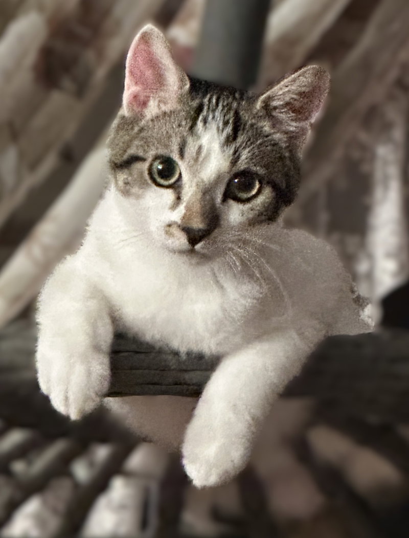 Domino, a male Tabby kitten up for adoption